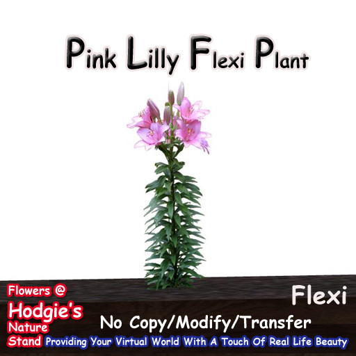 Hodgie's Flowers & Plants  -- Tall Lilly Plant (Flexi)
