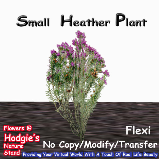 Hodgie'd Flowers & Plants  --  Heather  (Very Small) Flexi Plant