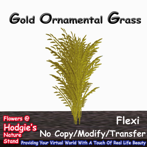 Hodgie's Flowers & Plants  --  Gold Ornamental Gold Flexi Grass