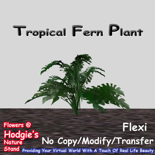 Hodgie's Flowers & Plants  -- Tropical Flexi Fern