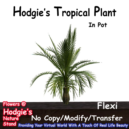 Hodgie's Flowers & Plants  -- Tropical Fern In Pot (Flexi)