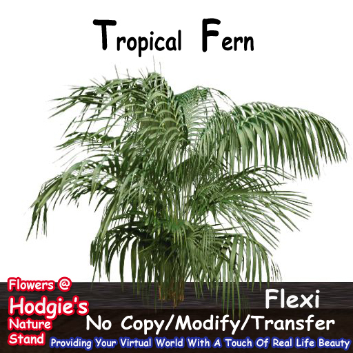 Hodgie's Flowers & Plants --  Tropical Flexi Fern Plant