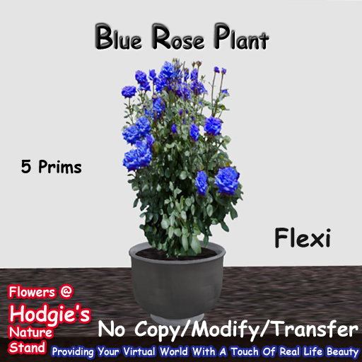 Hodgie's Flowers & Plants  --  Roses (Blue) In Sculptie Pot 