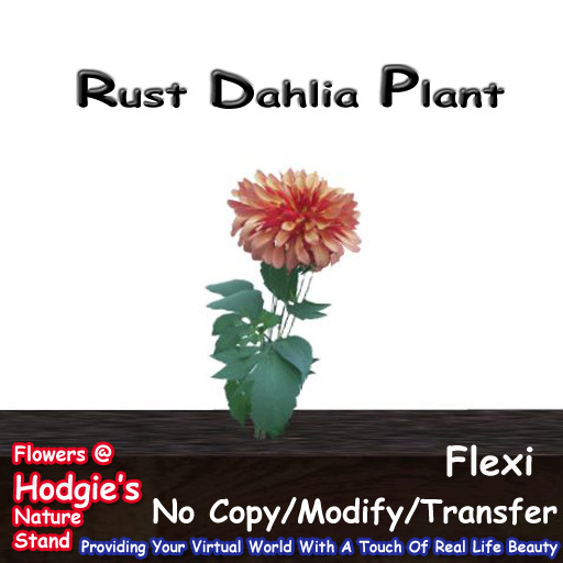 Hodgie's Flowers & Plants  --  Rust Flexi Dahlia Flexi Plant