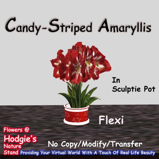 Hodgie's Flowers & Plants  --  Christmas Amaryllis (Candy-Striped)In Red Sculptie Pot  (Flexi)