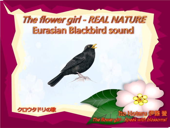 The flower girl - Eurasian Blackbird