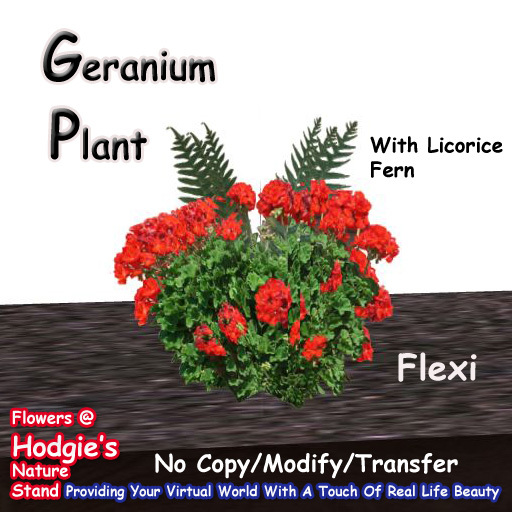 Hodgie's Flowers & Plants  --  Red Geranium Plant with Licorice Fern In Certer  (Flexi)