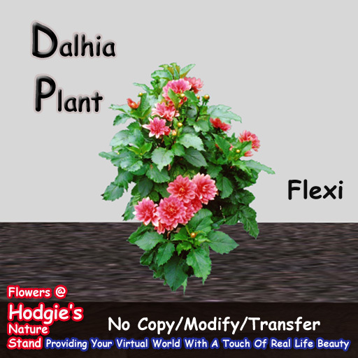 Hodgie's Flowers & Plants  --  Dalhia (Pink) Tall Flexi Plant