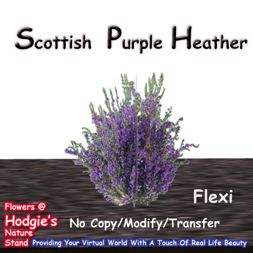 Hodgie's Flowers & Plants  --  Scottish Heather (Purple) Flexi Plant  