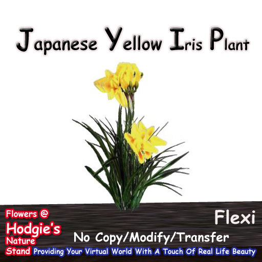 Hodgie's Flowers & Plants  --  Japanese Yellow Iris Flexi Plant