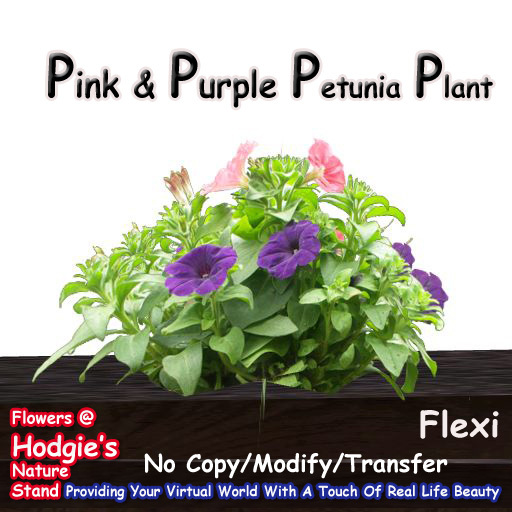 Hodgie's Flowers & Plants  --  Petunia (Purple & Pink) Flexi Plant  