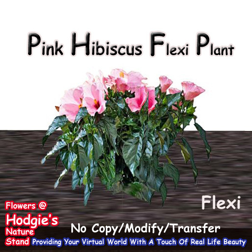 Hodgie's Flowers & Plants  --  Hibiscus (Pink) Flexi Plant  