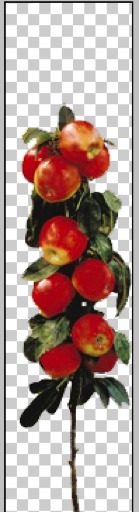 Red Columnar Apple Tree