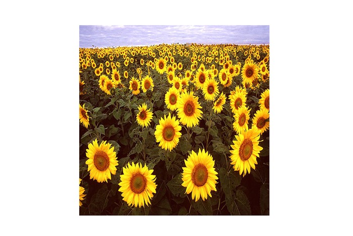 Cheap tip jar rotate sunflowers