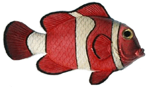 Red Clown Fish