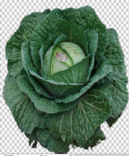 Cabbage Plant