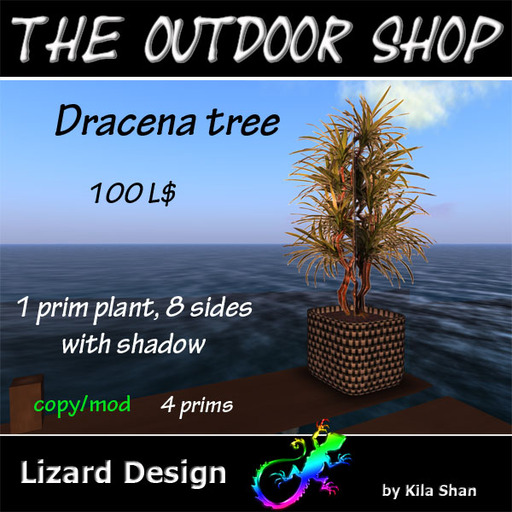 Dracena tree