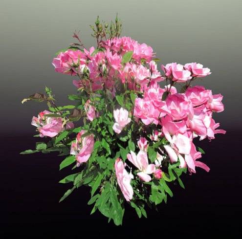 Rose Rosa radcon