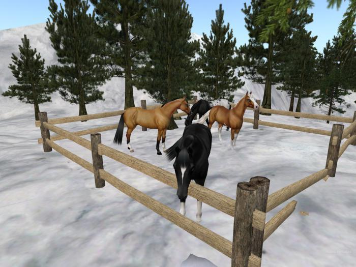 >Val< Fenced  Horses