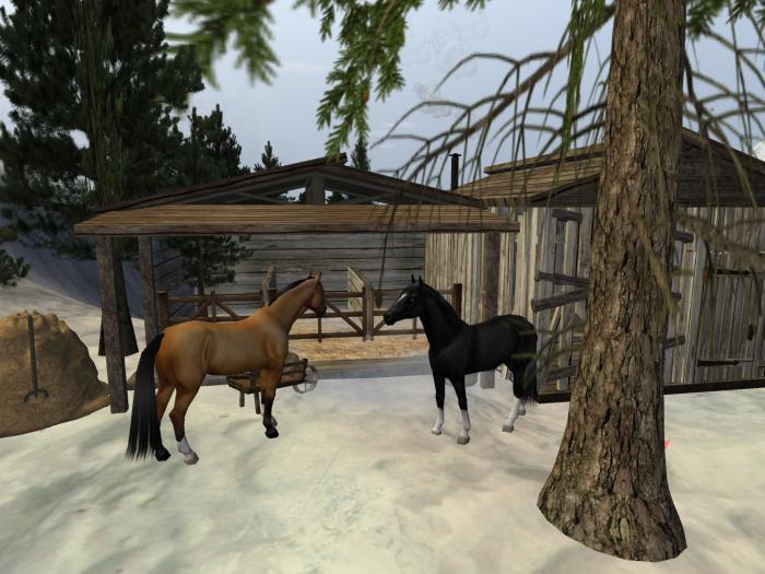 *Stable & Shack* and 2 horses!