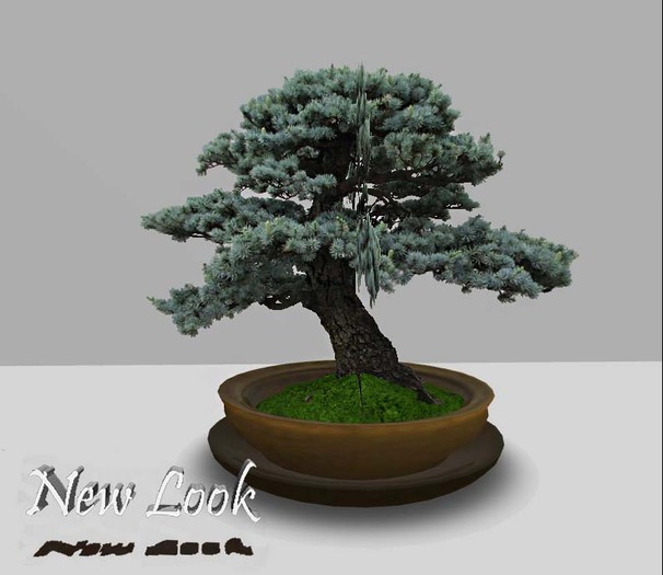 Second Life Marketplace Princess Petite Bonsai 10 Lebanon Cedar in