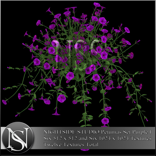 NIGHTSIDE STUDIO PETUNIAS SET PURPLE I DEMO
