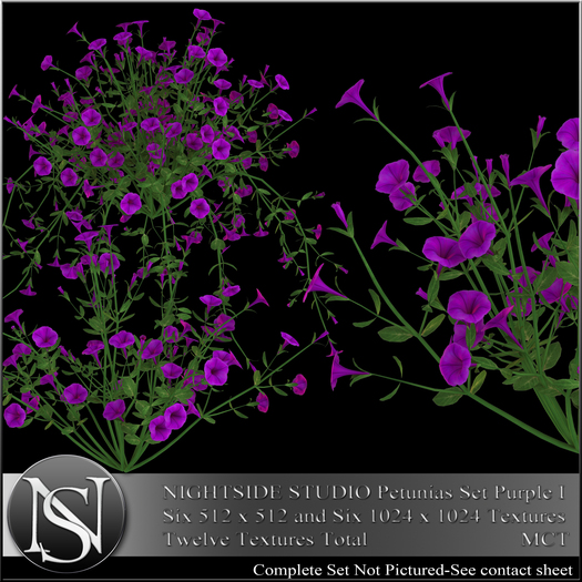 NIGHTSIDE STUDIO PETUNIAS SET PURPLE I