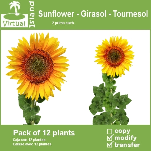 (VI) SunFlower - Girasol - Tournesol Transfer