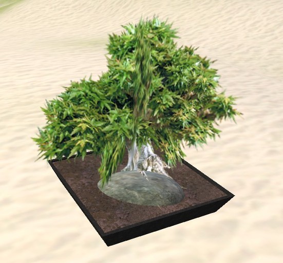 Japanese bonsai tree - black pot