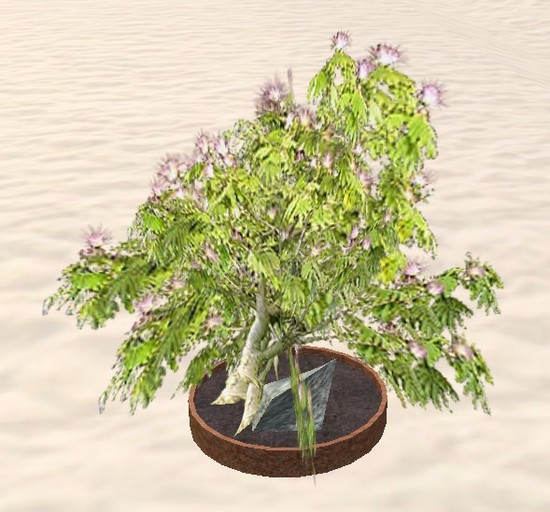 Japanese bonsai - Silk tree and rock
