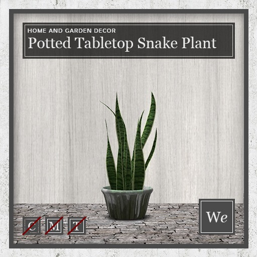 WE Potted Tabletop Snake Plant - Jade