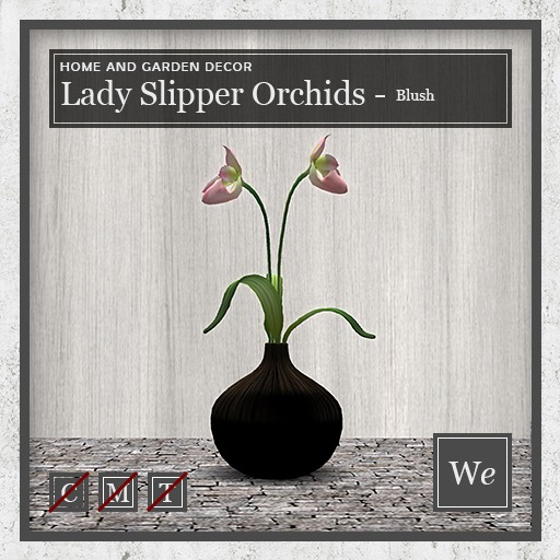 Lady Slipper Orchids - Blush