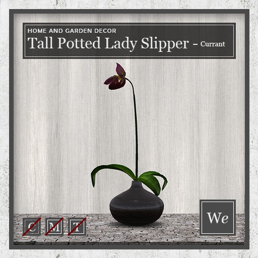Tall Potted Lady Slipper - Currant