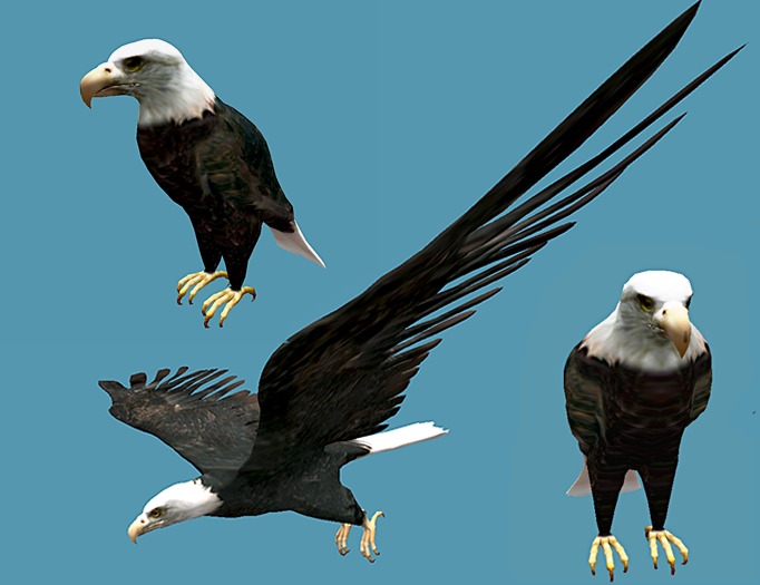 Bald Eagle - Mesh - Full Perm - Pack