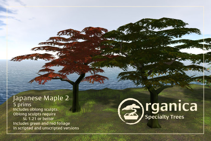 [ Organica ] Japanese Maple 3 (MC)