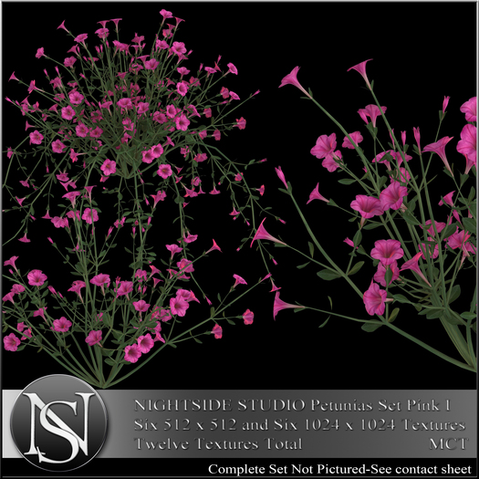 NIGHTSIDE STUDIO PETUNIAS SET PURPLE I