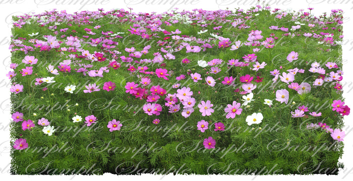 Ground Foliage - 21 High Quality Alpha Textures