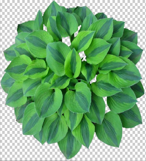 Hosta 40