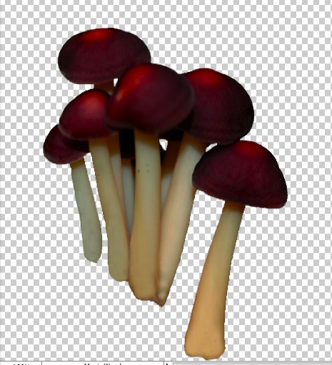 Mushrooms 1