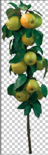 Columnar Green Apple Tree
