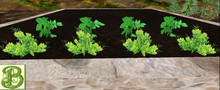 Green Beans &.Potatoes, . 2x4 Patch - Ultra Light Mesh Forms, Prim .5LI, Copy/ Mod