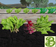Single Bunch of Beets, 1 Prim,  Ultra Light .5LI