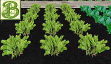 Beet  Row , 1 Prim = 4 palnts- Ultra Light, .5LI, Copy/ Mod