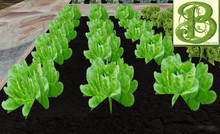 Lettuce Patch, 1 prim = 15 plants - Ultra Light, Prim .5LI, Copy/ Mod