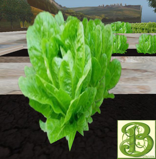 Single Head of Lettuce - Ultra Light, Prim .5LI, 2 linked = 1 prim. Copy/ Mod