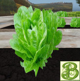 Single Head of Lettuce - Ultra Light, Prim .5LI, 2 linked = 1 prim. Copy/ Mod