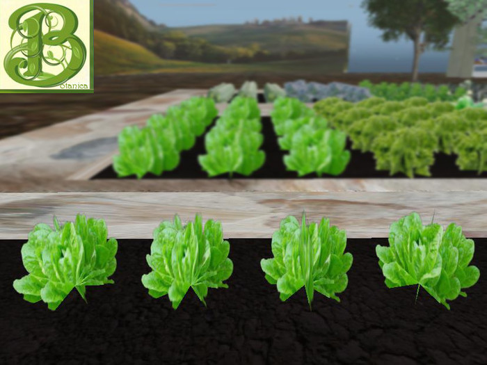 Lettuce Row of 4 plants, - Ultra Light, Prim .5LI, 2 linked = 1 prim, Copy/ Mod