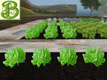 Lettuce Row of 4 plants, - Ultra Light, Prim .5LI, 2 linked = 1 prim, Copy/ Mod