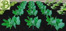Radish Patch, 1 prim = 15 plants - Ultra Light, Prim .5LI, 2 linked = 1 prim, Copy/ Mod