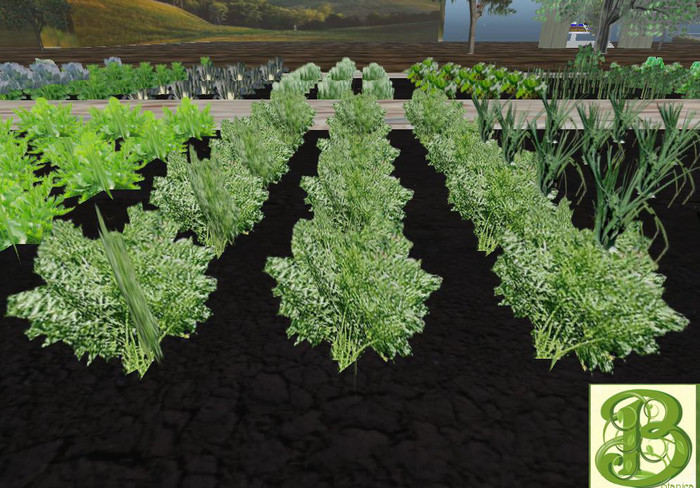 Carrot  Patch, 1 prim = 15 plants - Ultra Light, Prim .5LI, 2 linked = 1 prim, Copy/ Mod
